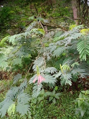 Calliandra houstoniana calothyrsus