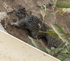 Otospermophilus variegatus