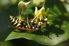 Polistes dominula