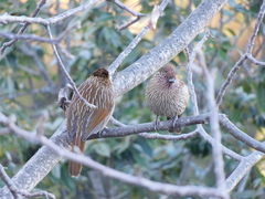 Grammatoptila striata