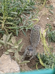 Otospermophilus variegatus