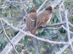 Grammatoptila striata