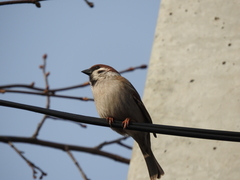 Passer montanus montanus