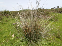 Juncus