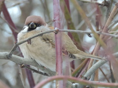 Passer montanus montanus