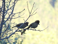 Grammatoptila striata