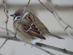 Passer montanus montanus