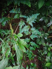 Selaginella willdenowii
