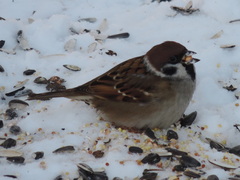 Passer montanus montanus