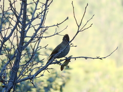 Grammatoptila striata