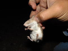 Peromyscus labecula