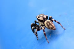 Carrhotus sannio