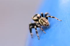 Carrhotus sannio