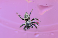 Carrhotus sannio