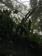 Philodendron crassinervium