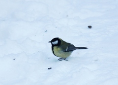 Parus major