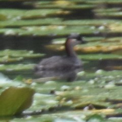 Tachybaptus pelzelnii