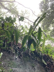 Philodendron crassinervium