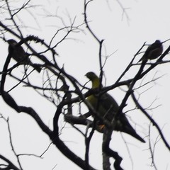 Treron australis