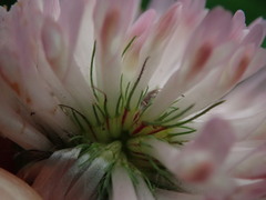 Trifolium pratense