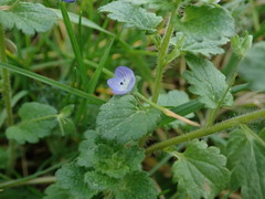 Veronica persica