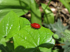 Lilioceris merdigera