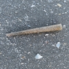 Trumpet Worm - Photo (c) Mona Phipps, some rights reserved (CC BY-NC), uploaded by Mona Phipps