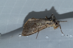 Syngrapha viridisigma