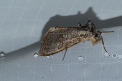 Syngrapha viridisigma