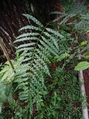 Goniophlebium persicifolium