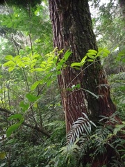 Polyscias diversifolia