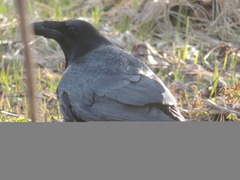 Corvus corax corax