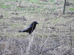 Corvus corax corax