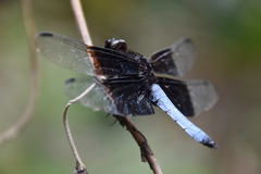 Thermorthemis madagascariensis