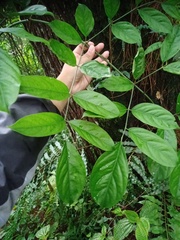 Polyscias diversifolia