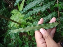 Goniophlebium persicifolium