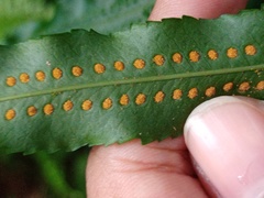 Goniophlebium persicifolium