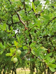 Acanthosyris spinescens