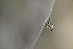 Acrosomoides acrosomoides