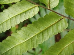 Christella subpubescens