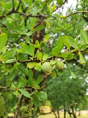 Acanthosyris spinescens