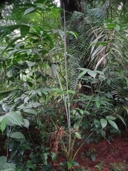 Plectocomia elongata