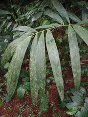Plectocomia elongata