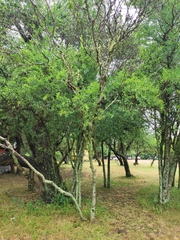 Acanthosyris spinescens