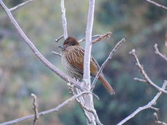 Grammatoptila striata