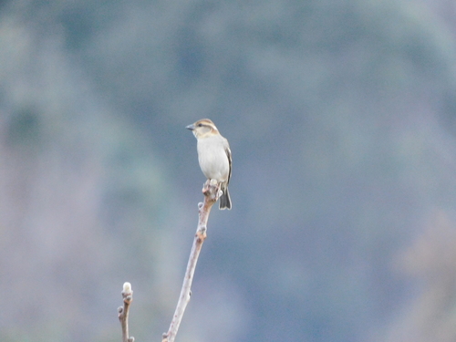 Russet Sparrow (Passer cinnamomeus), photo 9