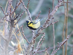 Machlolophus xanthogenys