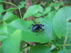 Otiorhynchus vehemens