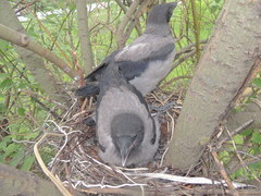 Corvus cornix cornix