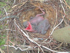 Corvus cornix cornix